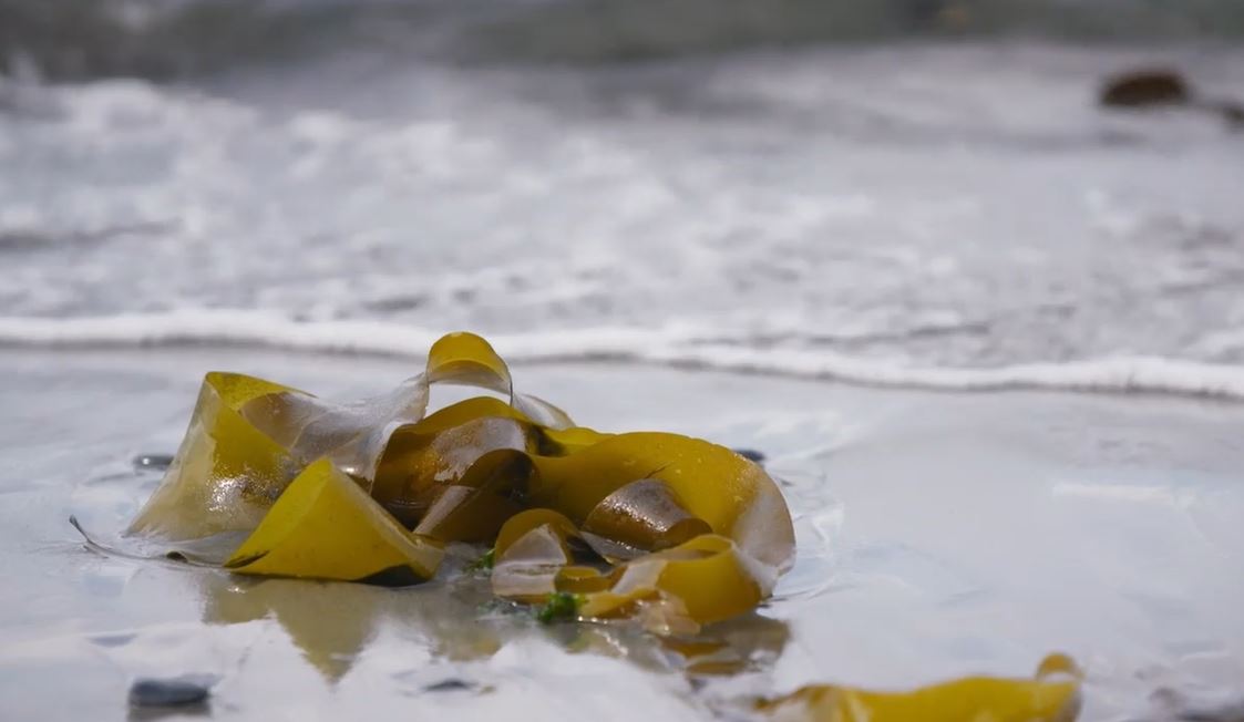 Seaweed Gin, Métis Stew and Whisky: Seeing Canada, Season 4.