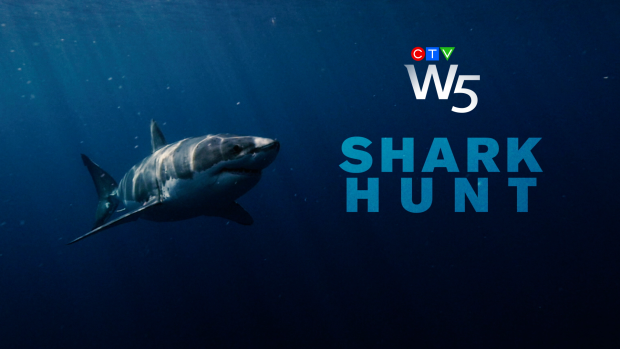 Shark Hunt: W5.