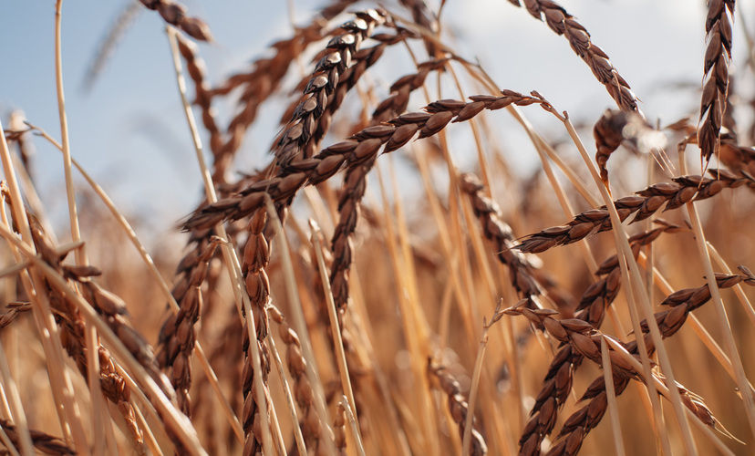 Spelt: Ancient Grains - Nutritional Powerhouses Series.