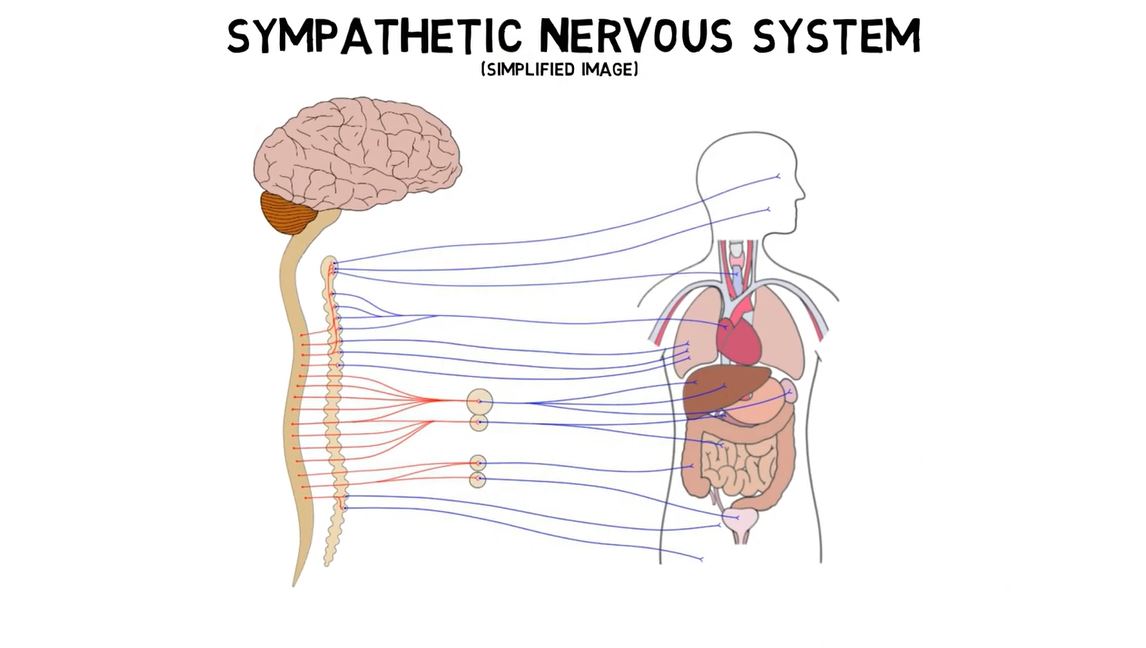 Sympathetic Nervous System.