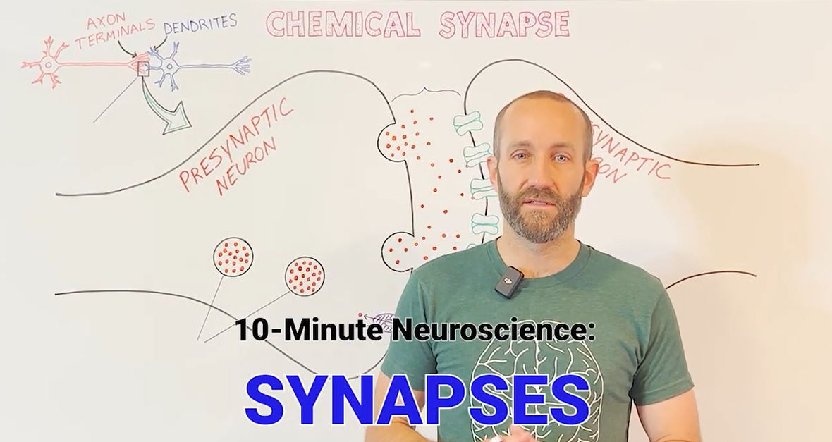 Synapses:10-Minute Neuroscience Series.