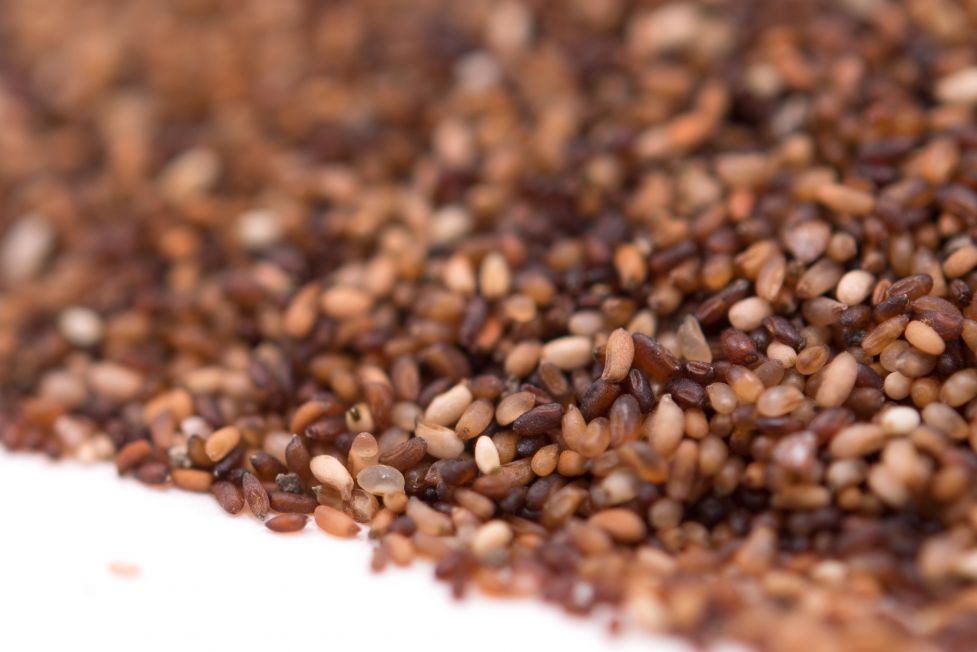 Teff: Ancient Grains - Nutritional Powerhouses Series.