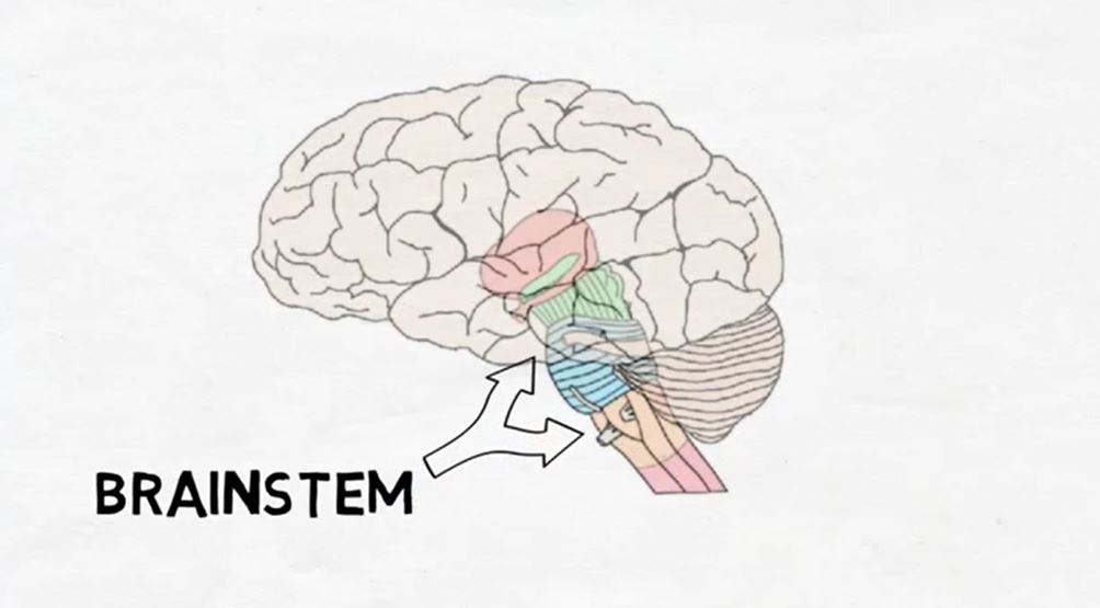 The Brainstem.