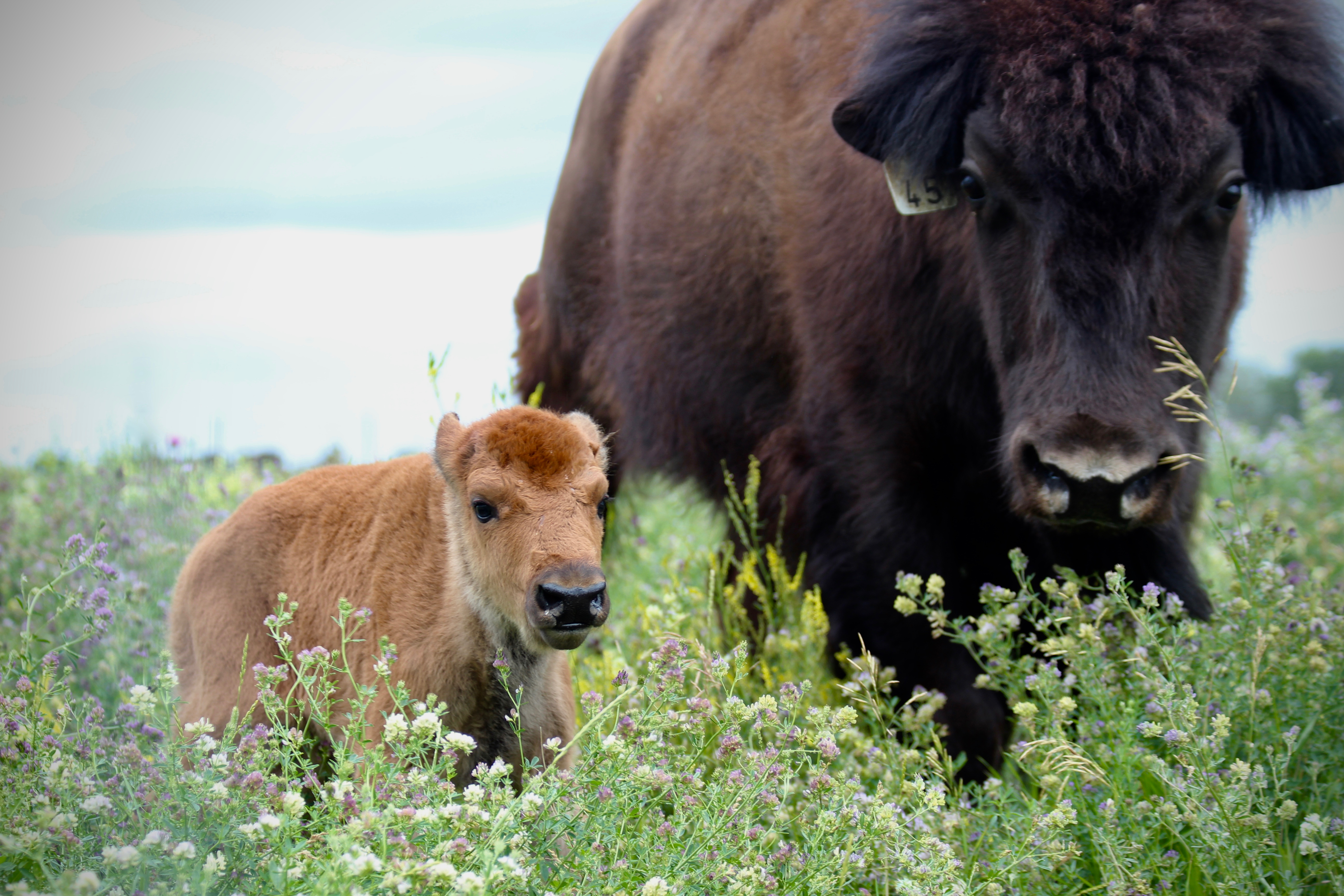 The Future and the Science of Conservation: Bison Return From the Edge of Extinction, Ep. 10.