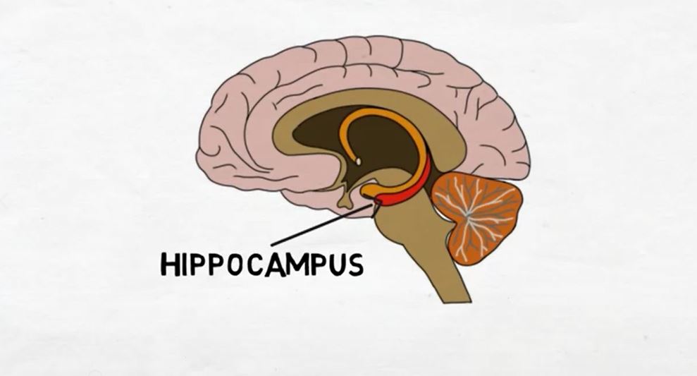 The Hippocampus.