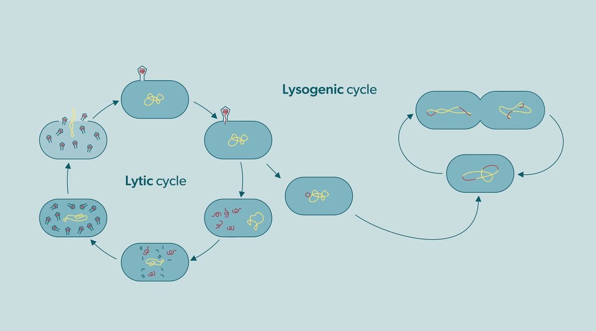 The Lytic and Lysogenic Cycles of Viruses (IB): OUP Biology Series.