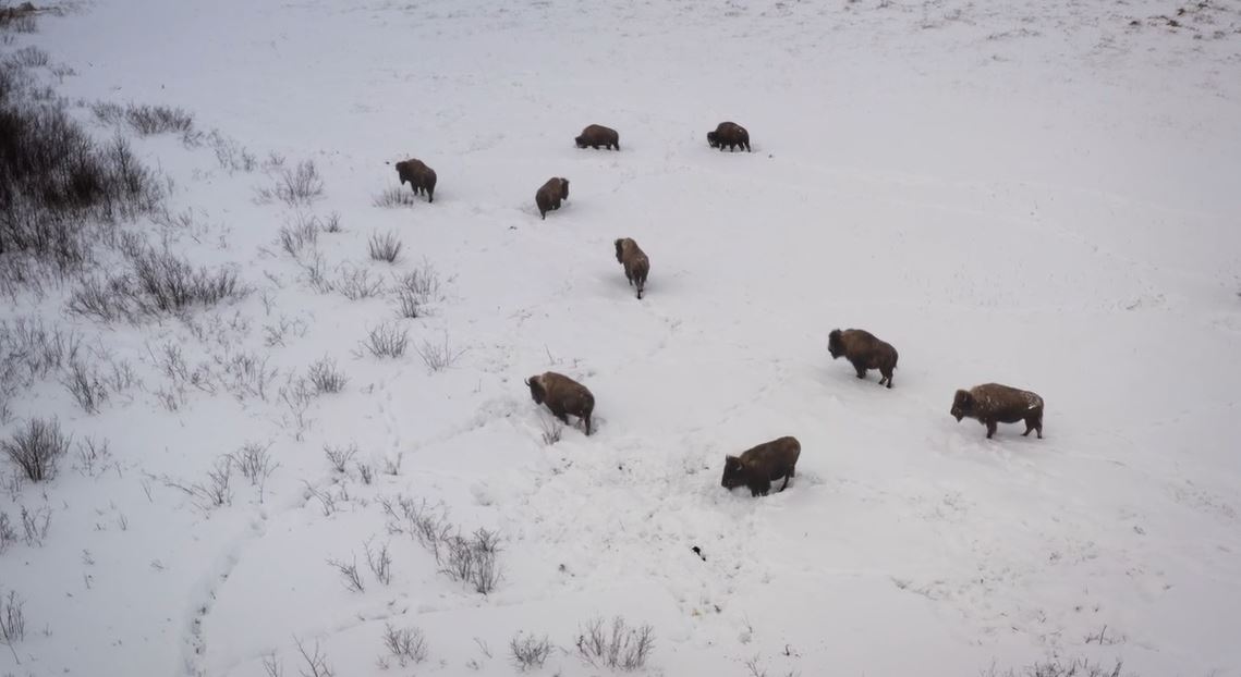 The Mighty Bison: Nation Untamed, Season 1, Ep. 2.