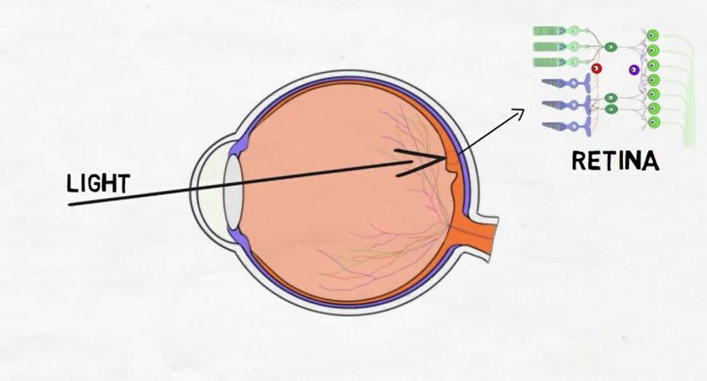 The Retina.