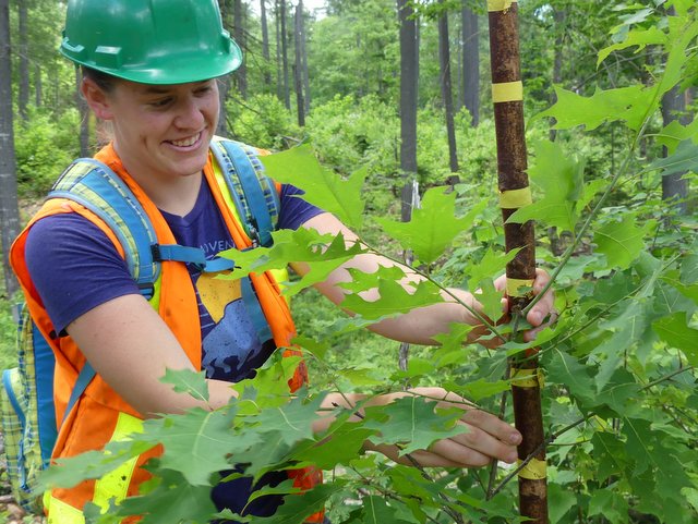 The Road to Sustainability: Trees, Youth, Our Future Series.