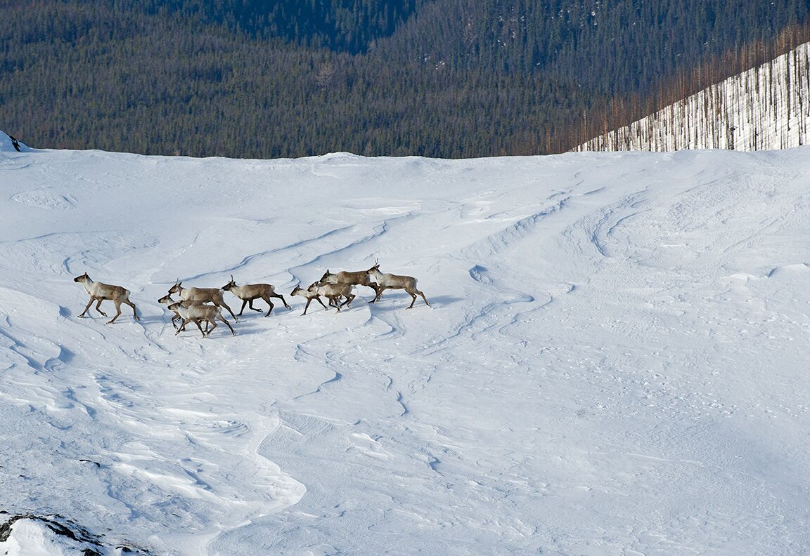 Their Land: Last of the Caribou Herd.