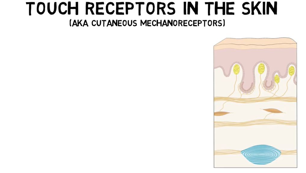 Touch Receptors.