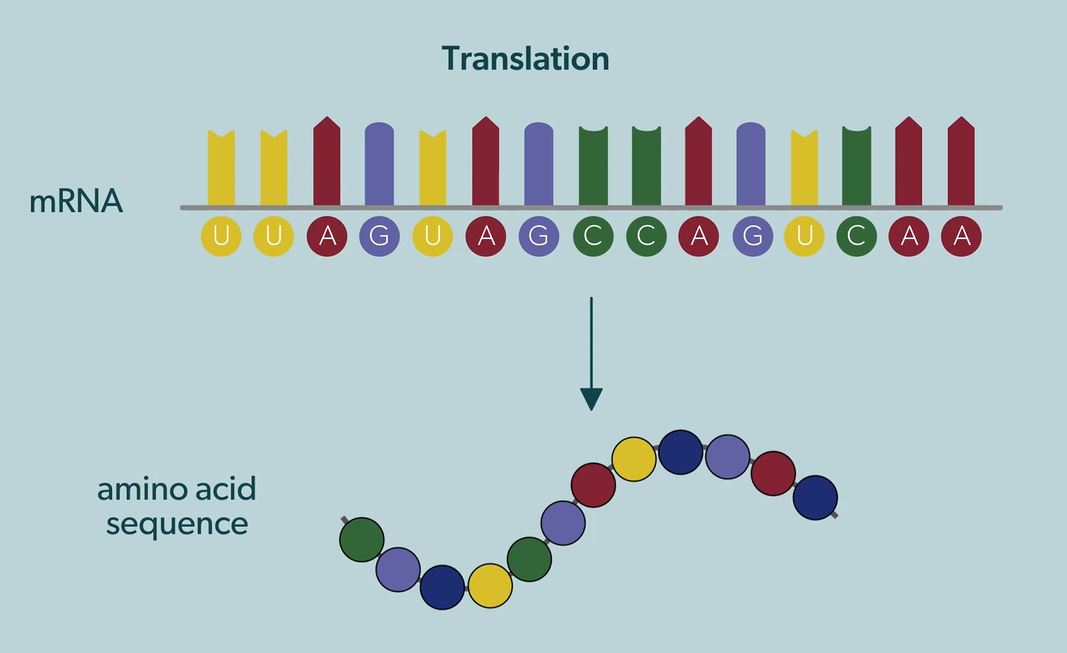 Translation (IB): OUP Biology Series.