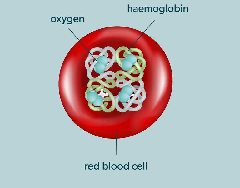 Transport of Oxygen by Haemoglobin (IB): OUP Biology Series.