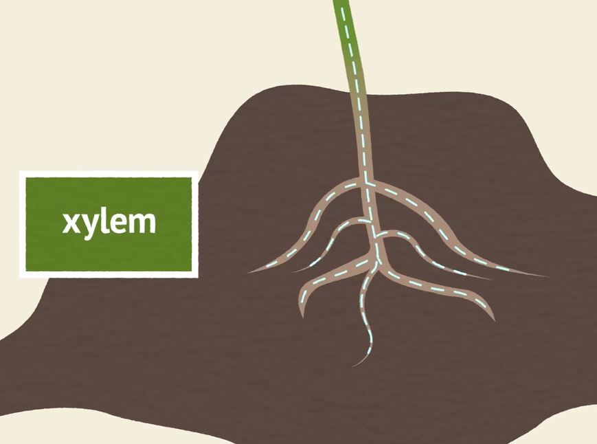 What Are the Xylem and Phloem?: OUP Biology Series.