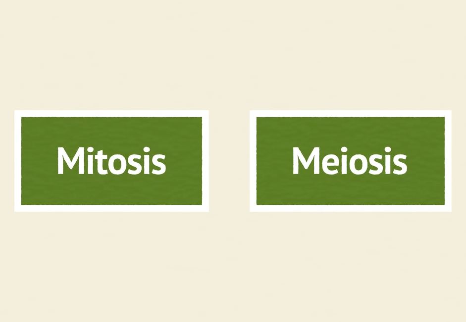 What is Mitosis and Meiosis?: OUP Biology Series.