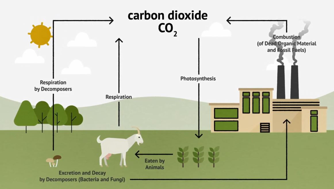 What is the Carbon Cycle?: OUP Biology Series.