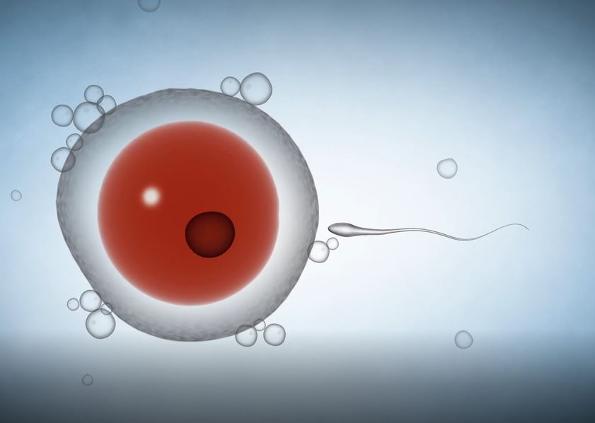 What is the Human Fertilisation Process?: OUP Biology Series.