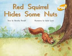 Red squirrel hides some nuts