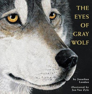 The eyes of Gray Wolf