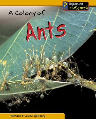 A colony of ants