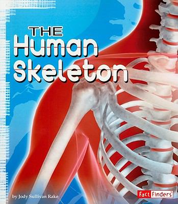 The human skeleton