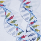 Understanding genetics : [DNA, genes, and their real-world applications]