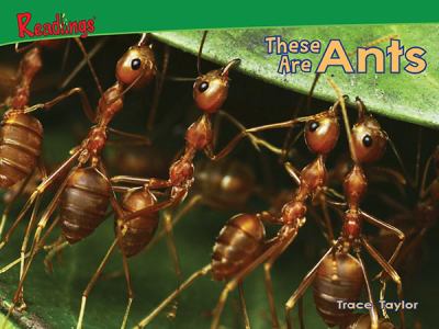 Ants