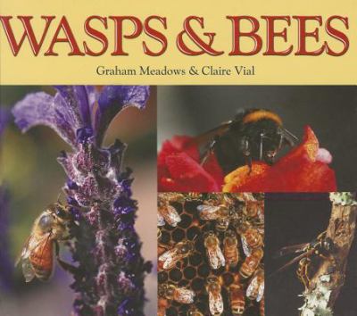 Wasps & bees