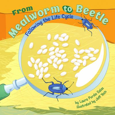 From mealworm to beetle : following the life cycle