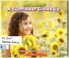 A sunflower grows up