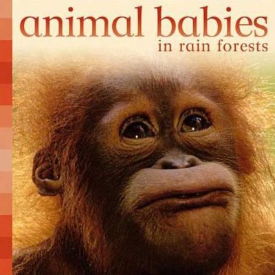 Animal babies in rain forests.