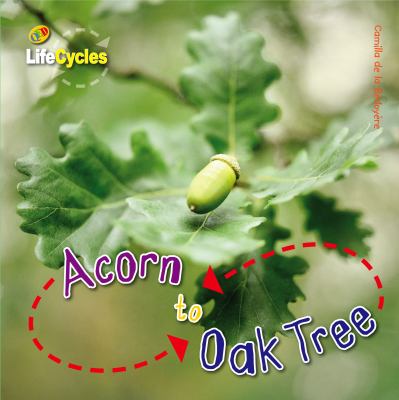 Acorn to oak tree