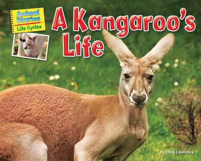 A kangaroo's life