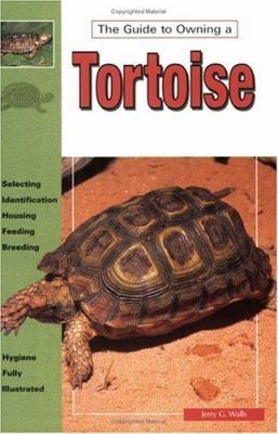 The guide to owning a tortoise