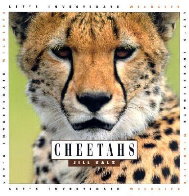 Cheetahs