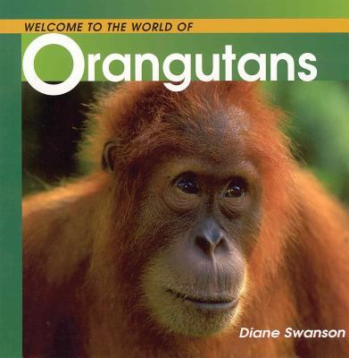 Welcome to the world of orangutans