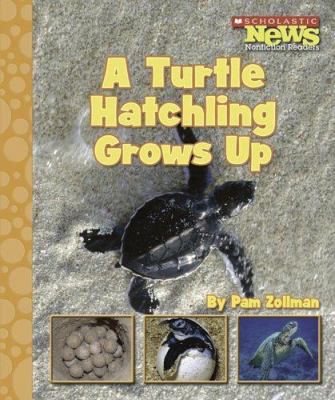 A turtle hatchling grows up