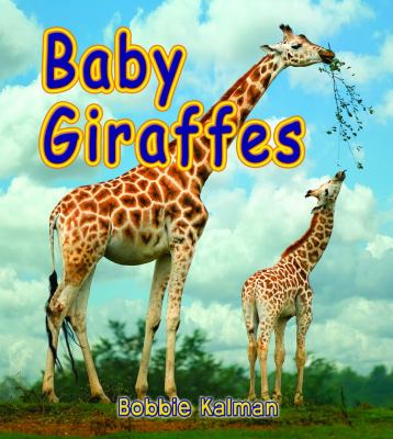 Baby giraffes