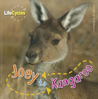 Joey to kangaroo