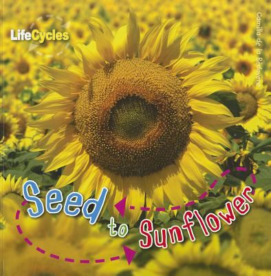 Seed to sunflower