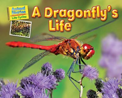 A dragonfly's life