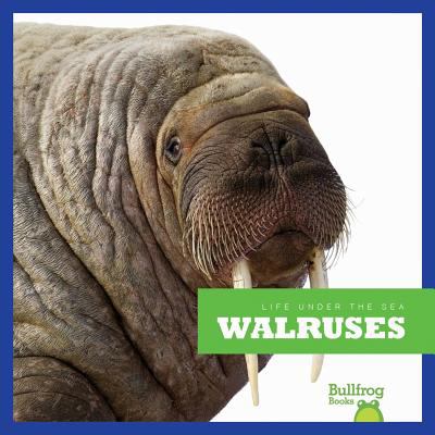 Walruses