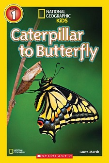 Caterpillar to butterfly