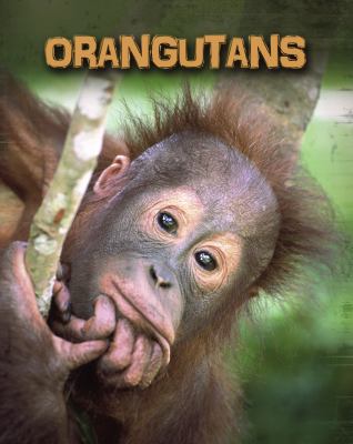 Orangutans