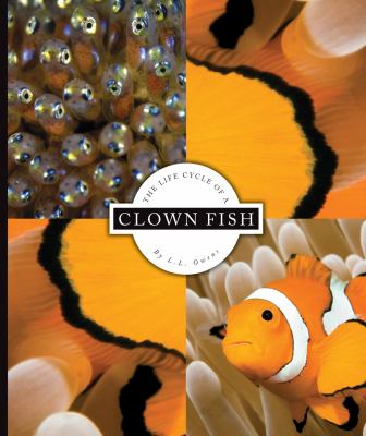 The life cycle of a clown fish