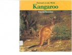 Kangaroo