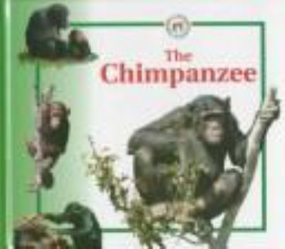 The chimpanzee