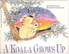 A koala grows up