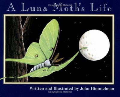 A luna moth's life