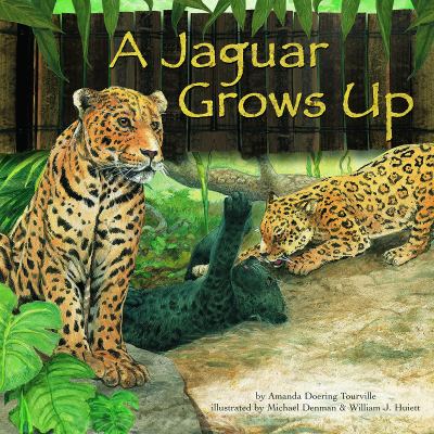 A jaguar grows up